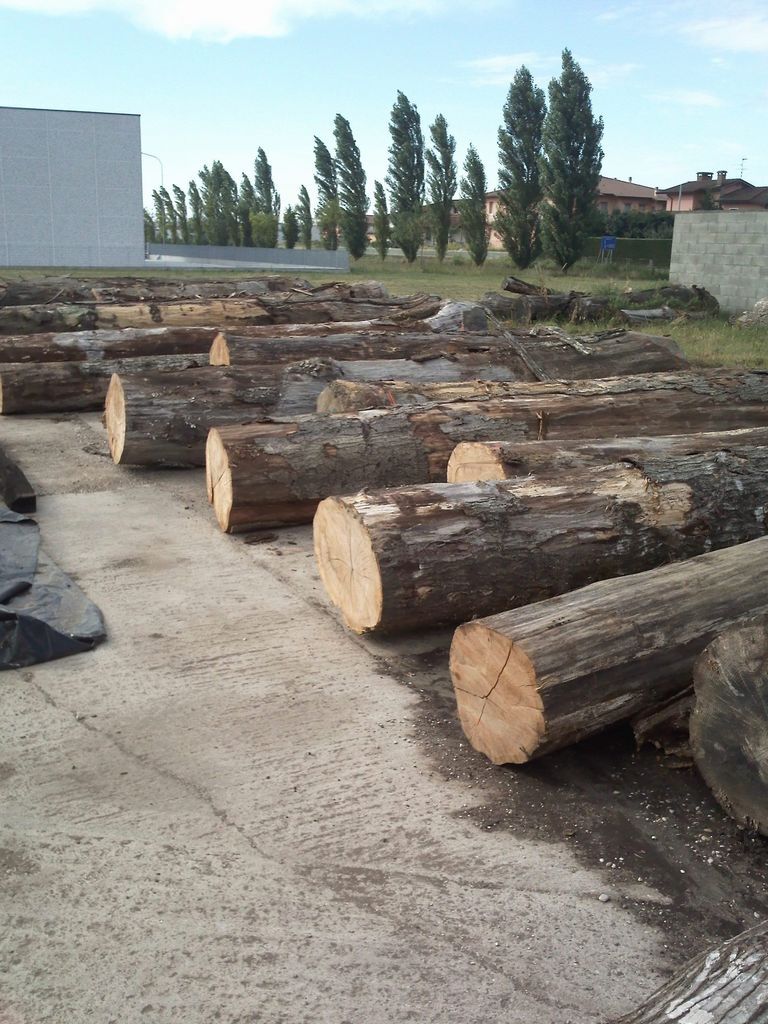 Selezione di tronchi di latifoglia