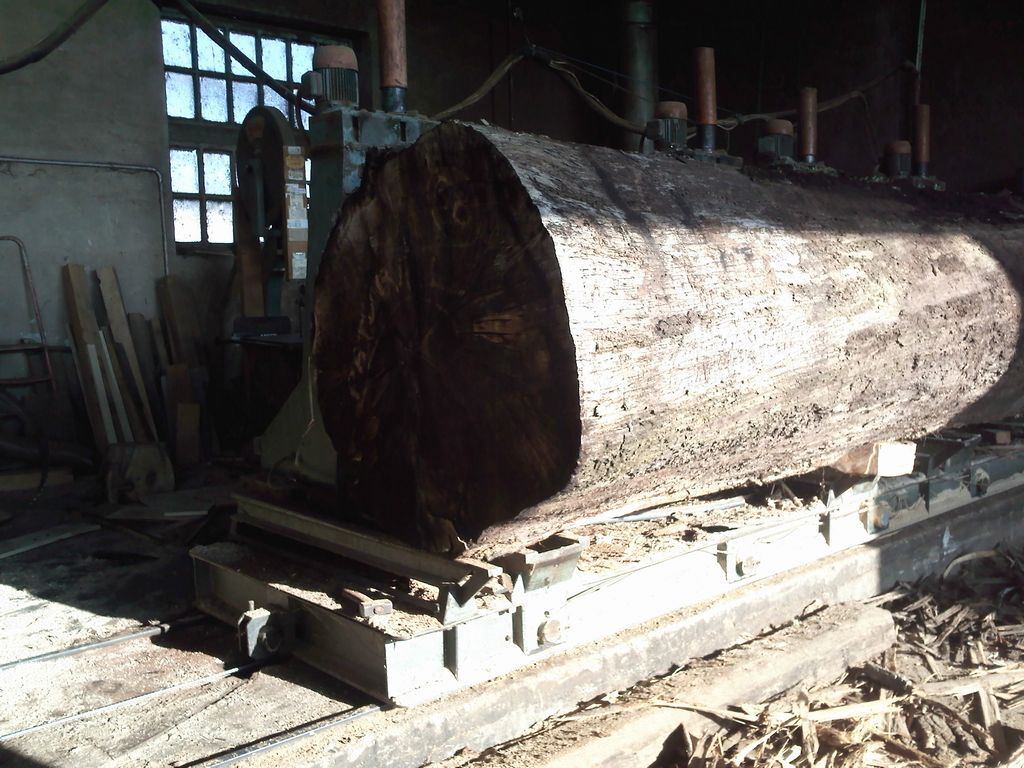 Tronco pronto per la segagione all'interno del capannone